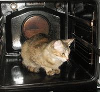 кошка в духовке